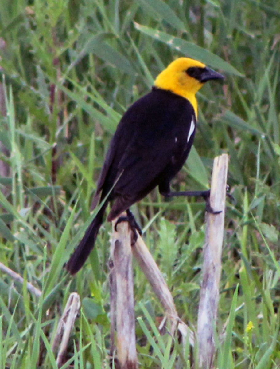 Yellow-headed Blackbird - Carl Drife