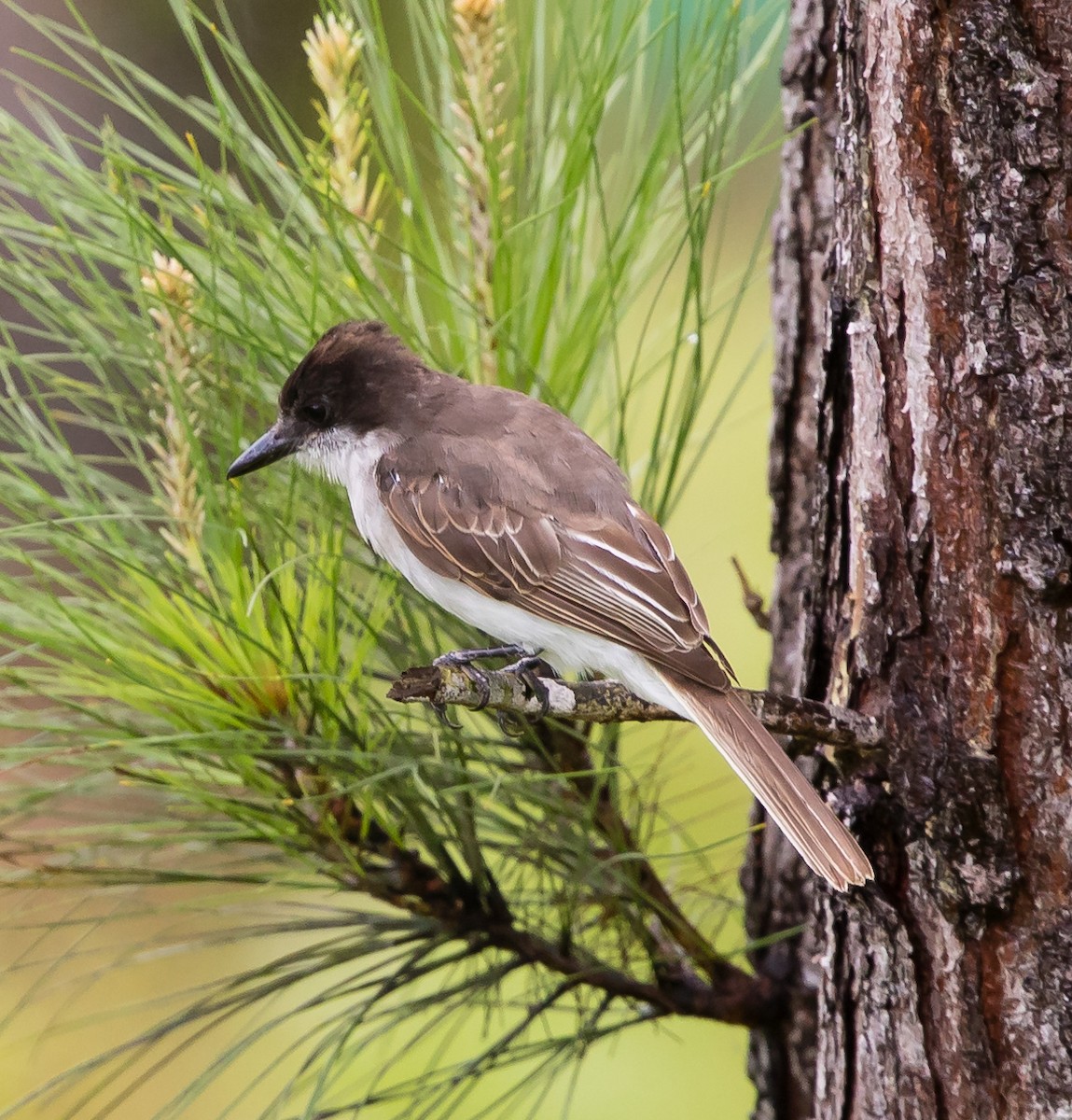 Loggerhead Kingbird - jose santiago