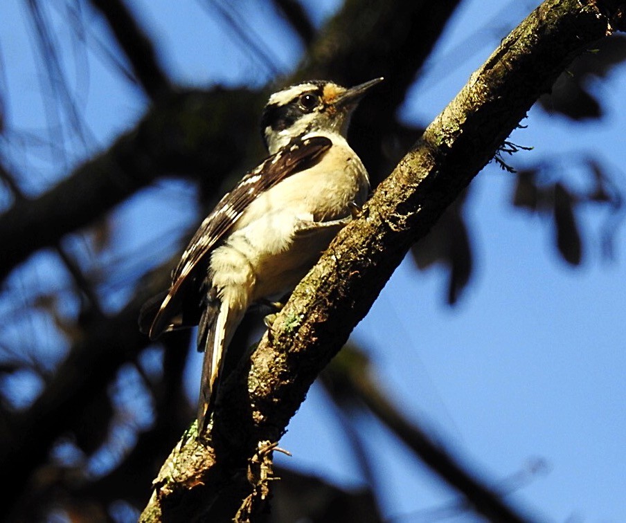 Downy Woodpecker (Eastern) - Usha Tatini