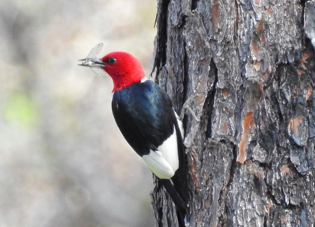 Red-headed Woodpecker - Usha Tatini