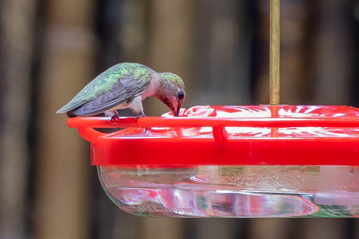 Black-chinned x Anna's Hummingbird (hybrid) - Lee Wallace