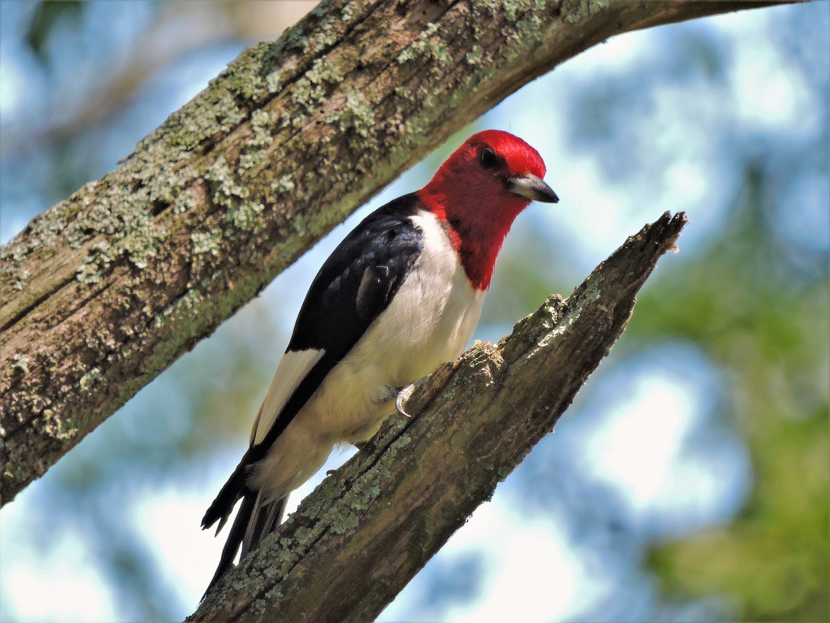 Red-headed Woodpecker - ML105456321