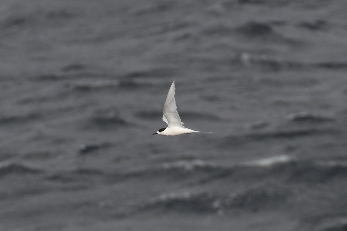 White-fronted Tern - ML105457081