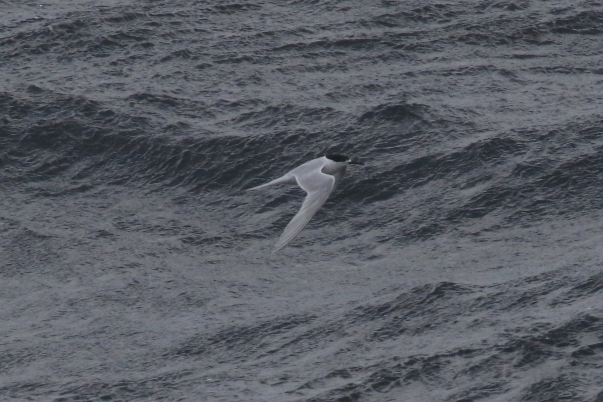 White-fronted Tern - ML105457091