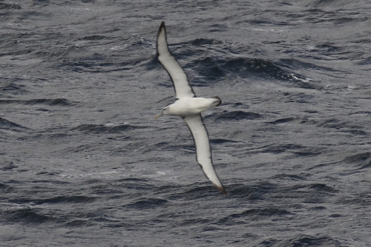 Albatros à cape blanche - ML105457331