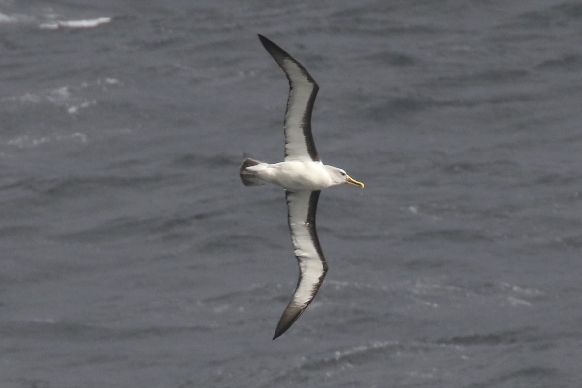Buller's Albatross - Arnold Skei
