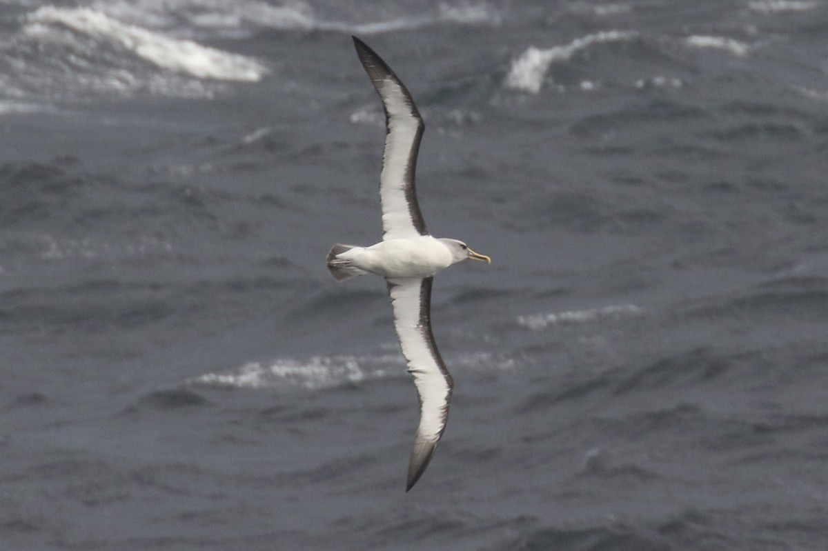 albatros Bullerův - ML105457441