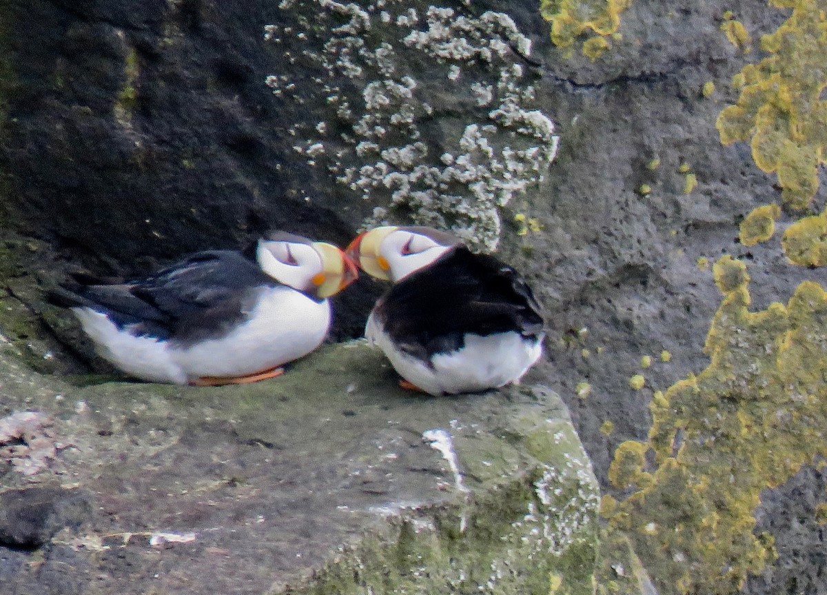Horned Puffin - ML105457611
