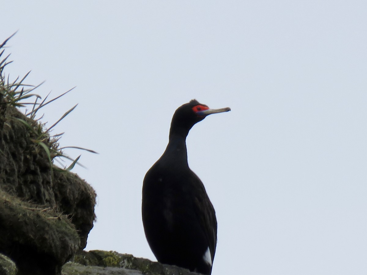 Red-faced Cormorant - ML105457731