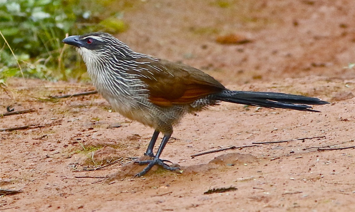 White-browed Coucal (White-browed) - Don Roberson