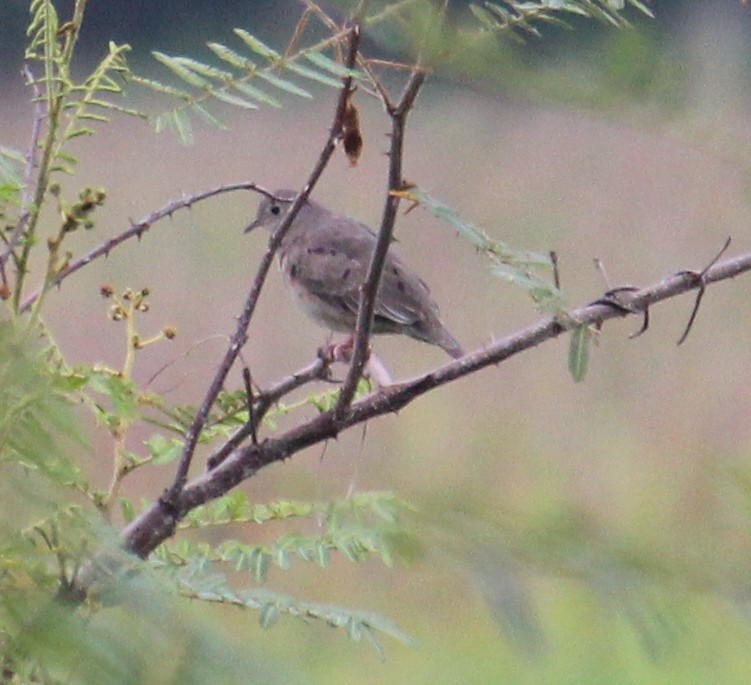 Plain-breasted Ground Dove - ML105460091