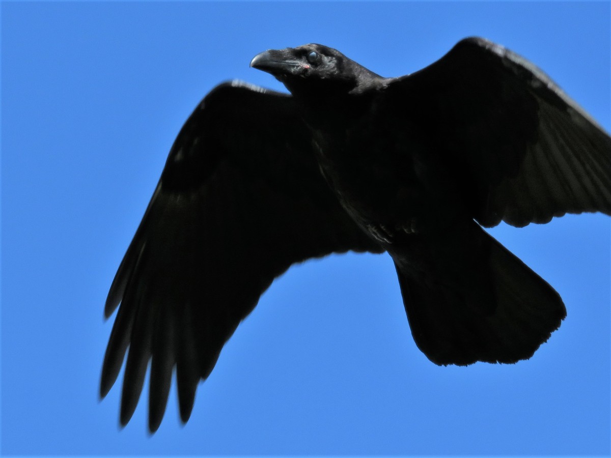 Common Raven - Gilbert Côté