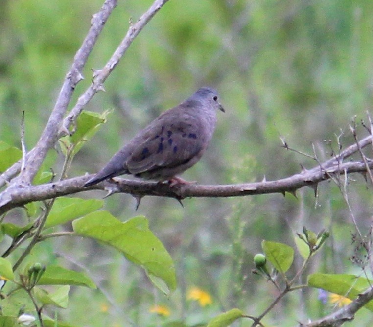 Plain-breasted Ground Dove - ML105465341