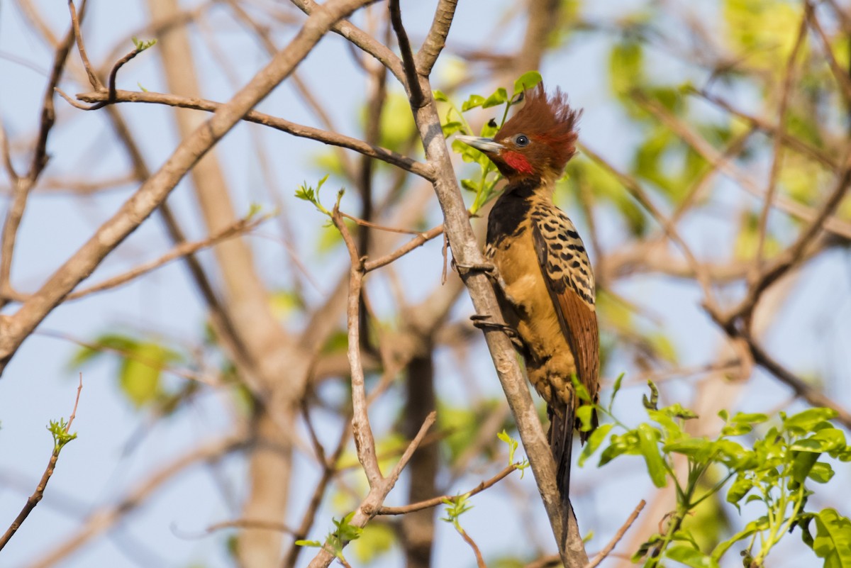 Kaempfer's Woodpecker - Claudia Brasileiro