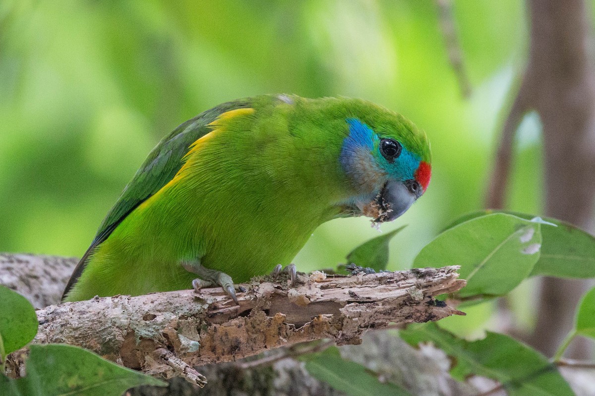 Double-eyed Fig-Parrot - Tanner Martin
