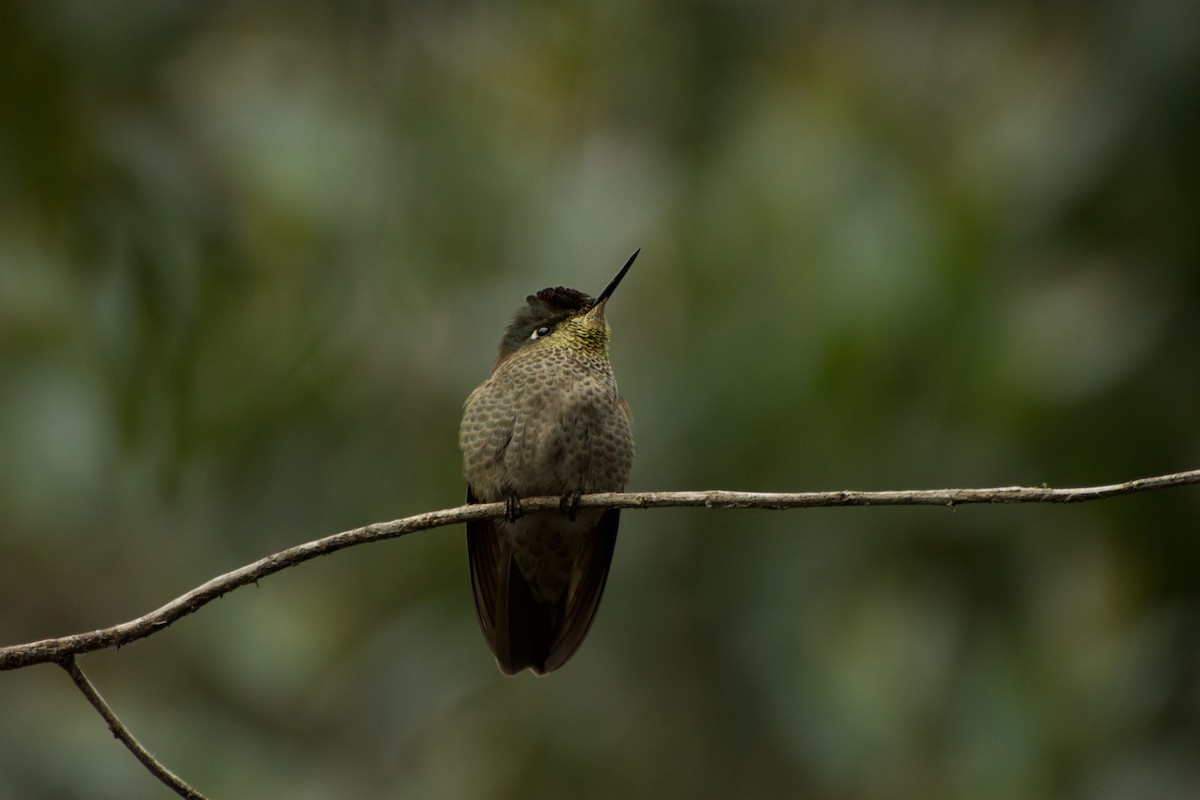 Green-backed Firecrown - ML105471811
