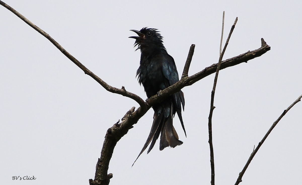 Fork-tailed Drongo-Cuckoo - Bhaarat Vyas