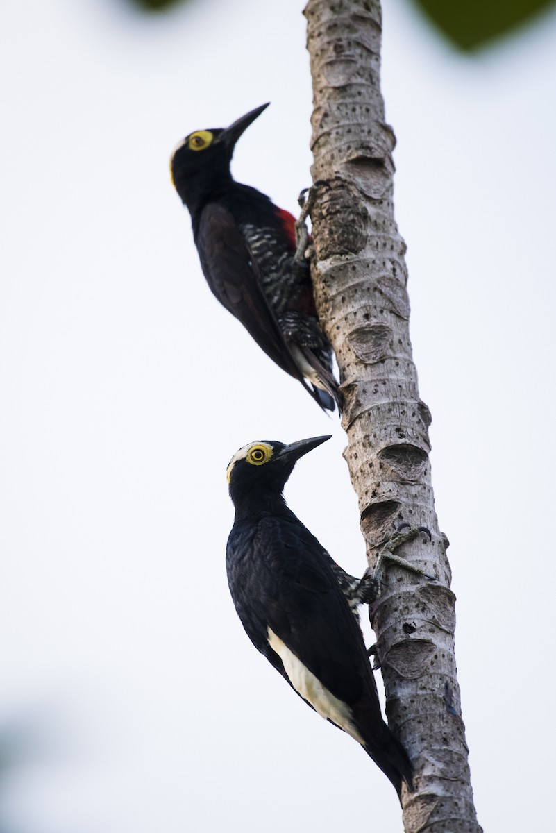 Yellow-tufted Woodpecker - ML105472491