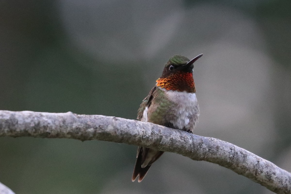 Ruby-throated Hummingbird - ML105474631