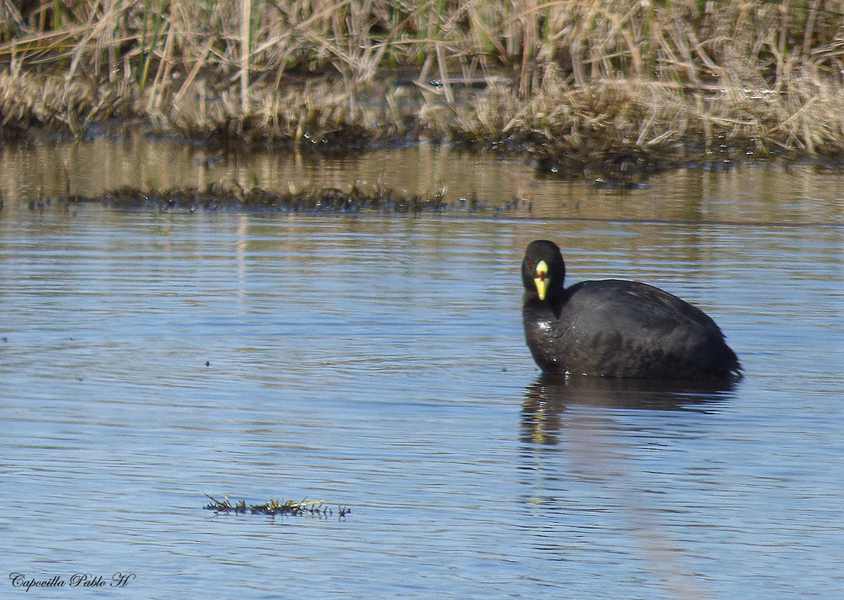 Red-gartered Coot - ML105478671