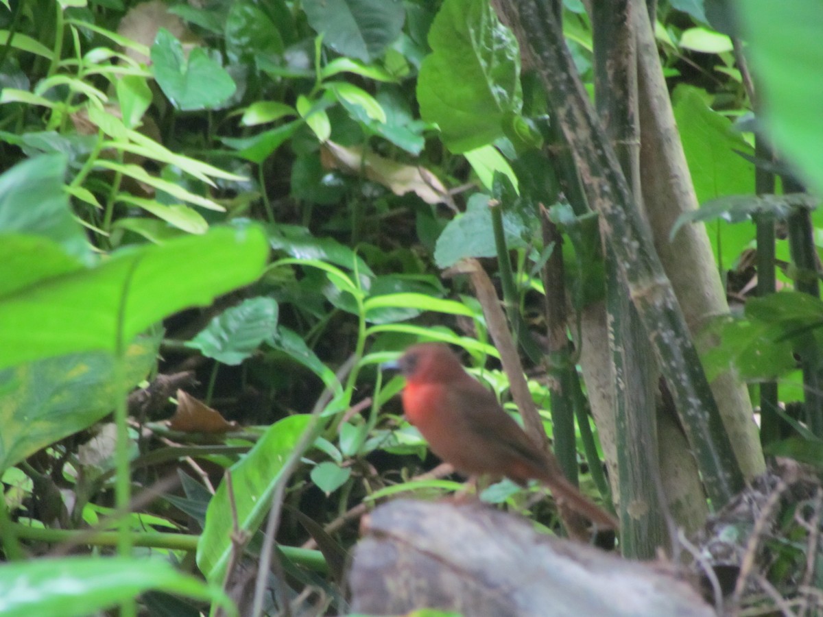 Red-throated Ant-Tanager - ML105479551