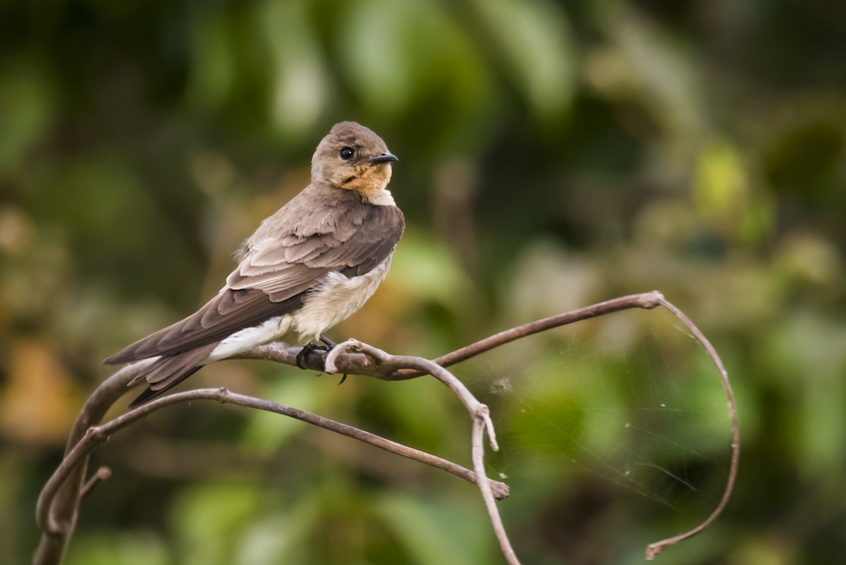 Southern Rough-winged Swallow - ML105482591