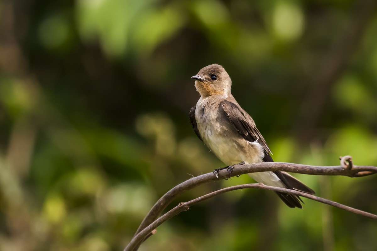Southern Rough-winged Swallow - ML105482611