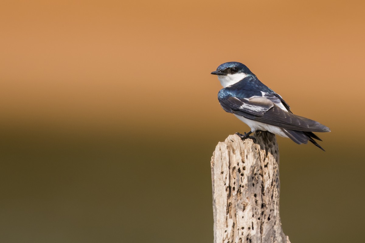 White-winged Swallow - ML105482911