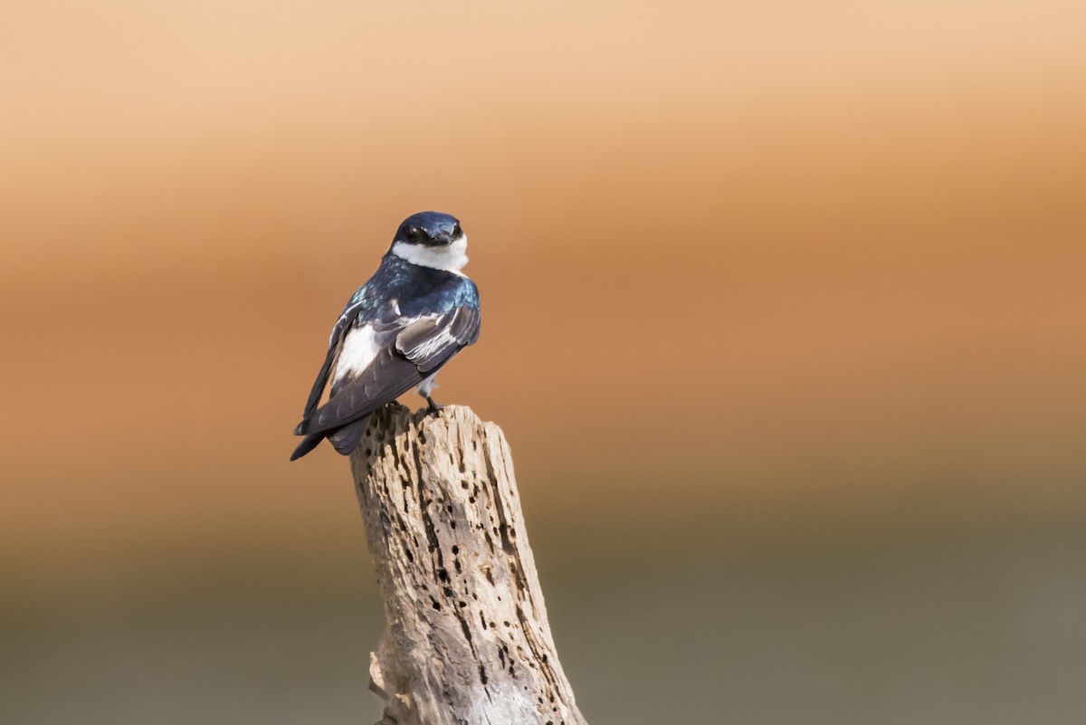White-winged Swallow - ML105482931