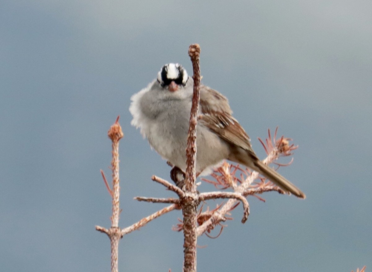 White-crowned Sparrow (oriantha) - ML105485301