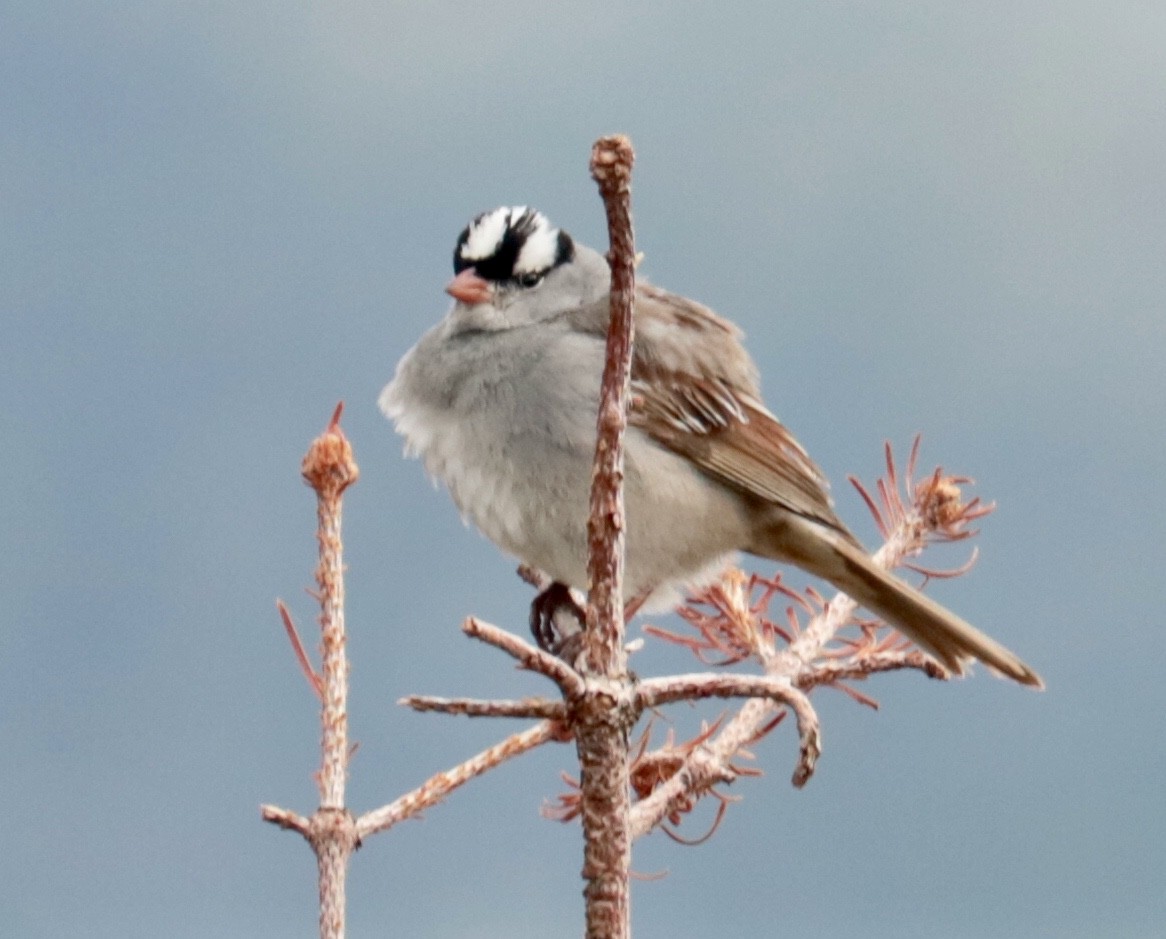 White-crowned Sparrow (oriantha) - ML105485311