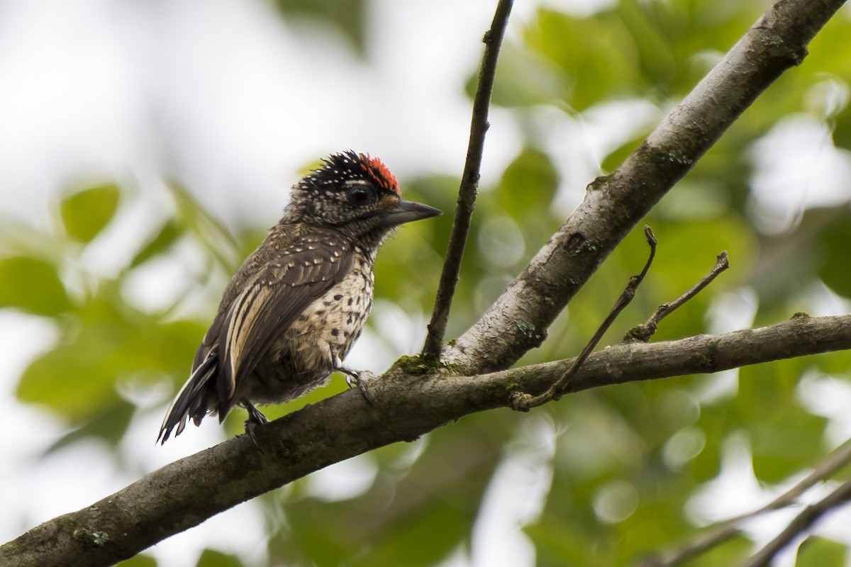 White-wedged Piculet - ML105487591