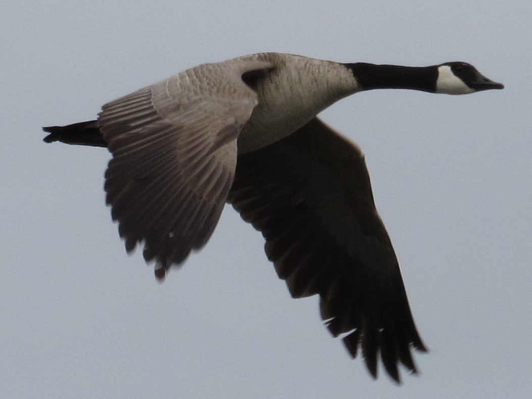 Canada Goose (moffitti/maxima) - Matthew Cozart
