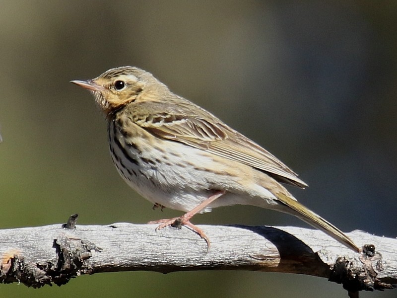 Olive-backed Pipit - ML105493711