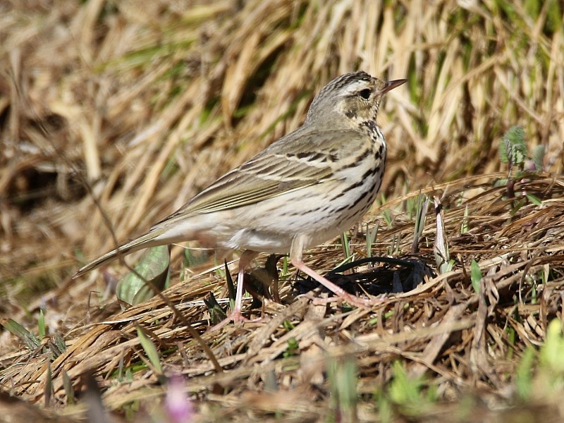 Olive-backed Pipit - ML105493731