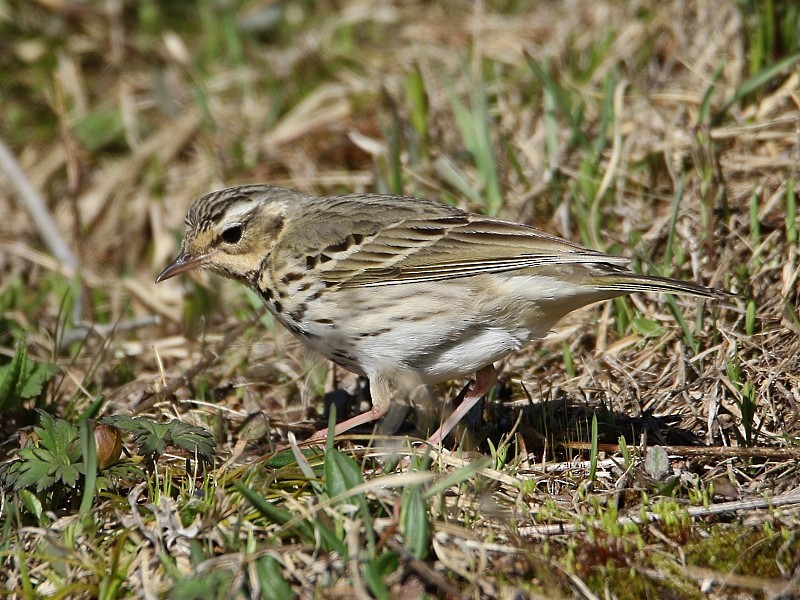 Olive-backed Pipit - ML105493751