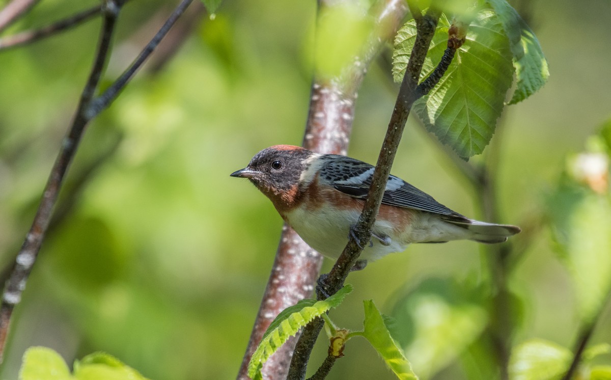 Bay-breasted Warbler - ML105494011