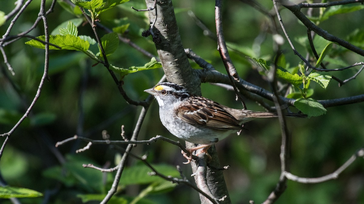 White-throated Sparrow - ML105494121