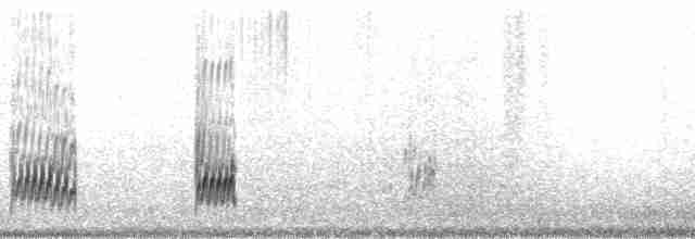 Snowy Plover (nivosus) - ML105498
