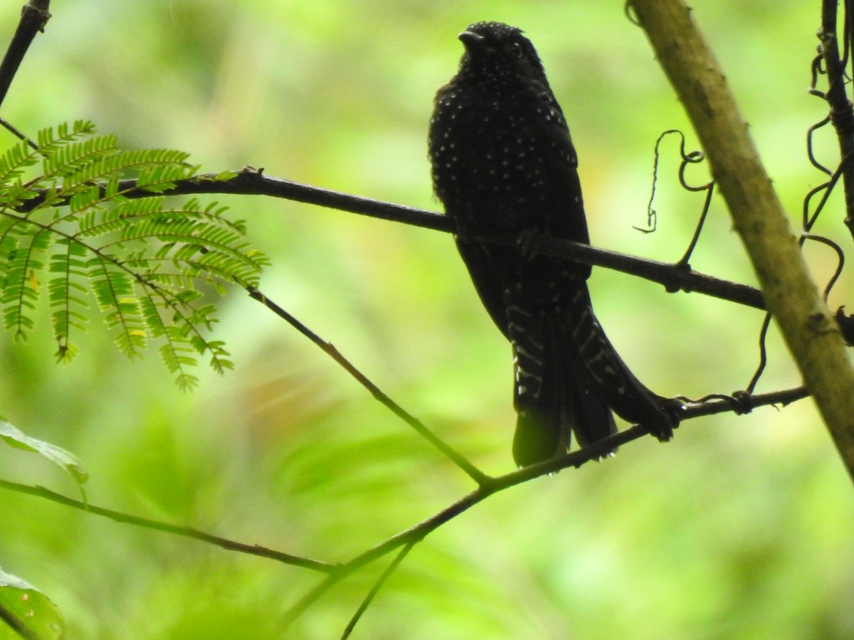 Square-tailed Drongo-Cuckoo - Troy Case