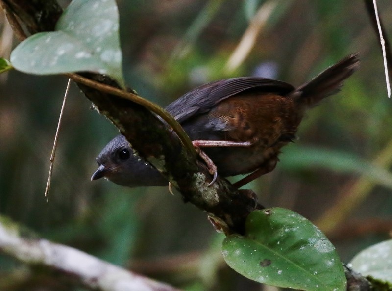 Caracas Tapaculo - ML105500281