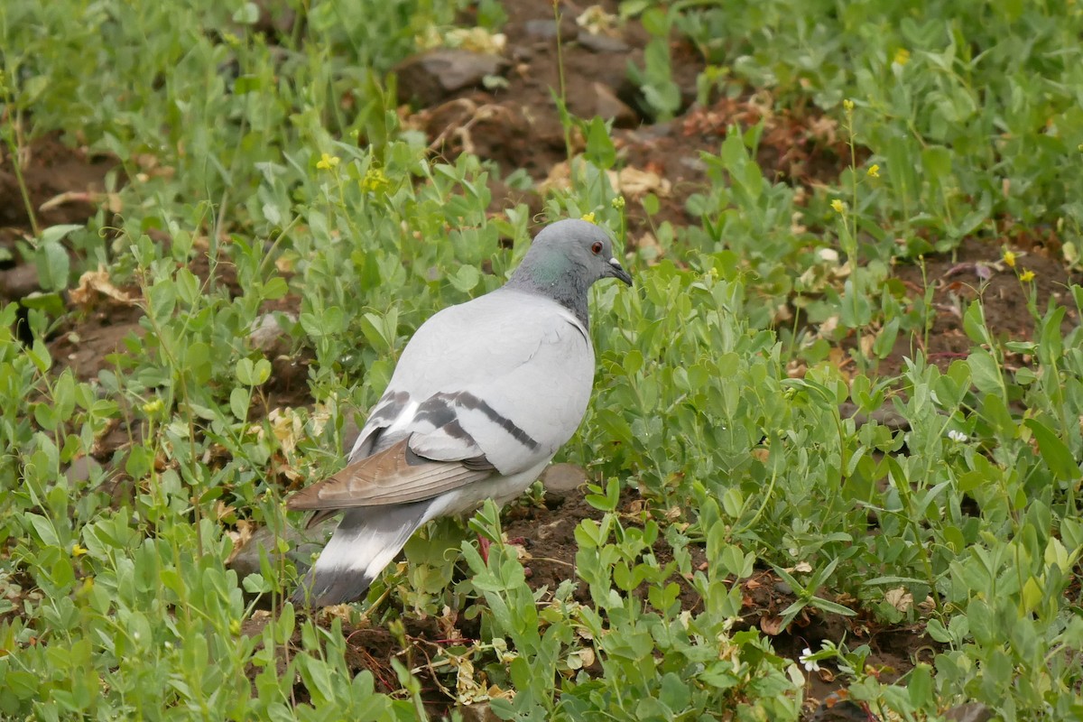 Pigeon des rochers - ML105501151
