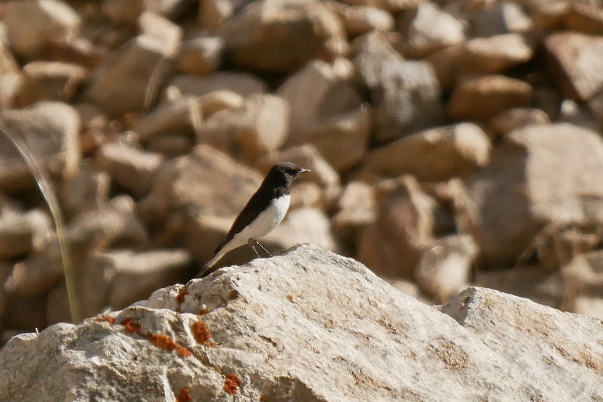 eBird Checklist - 15 Jun 2018 - Khijez to Ravmed - 11 species