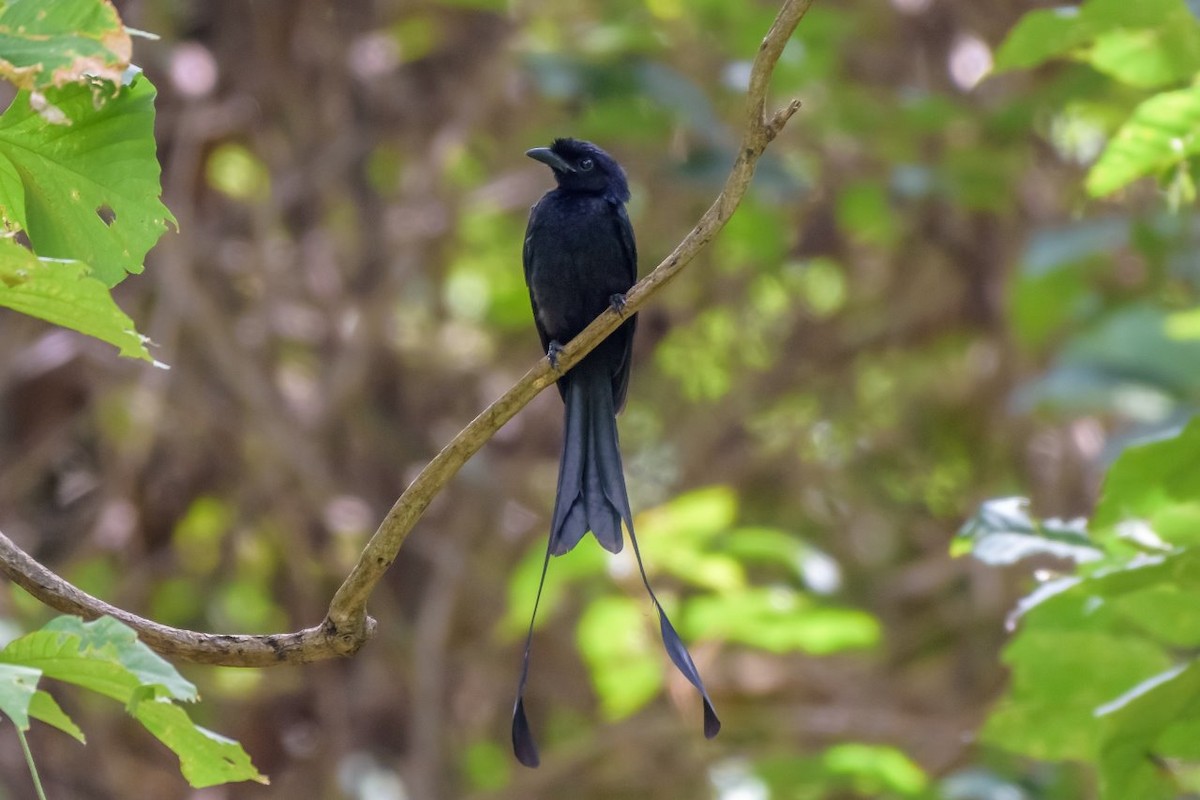 Greater Racket-tailed Drongo - ML105502461