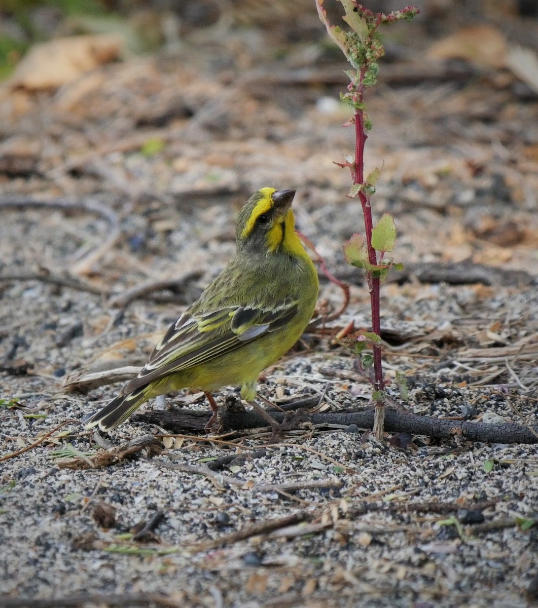 Yellow-fronted Canary - ML105503651