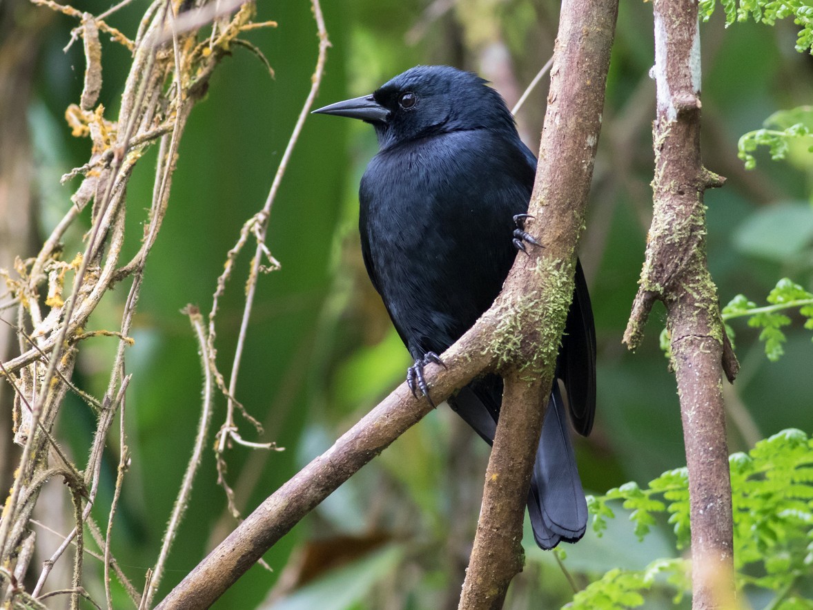 Jamaican Blackbird EBird