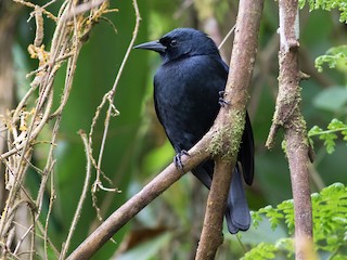 ジャマイカクロムクドリモドキ - eBird