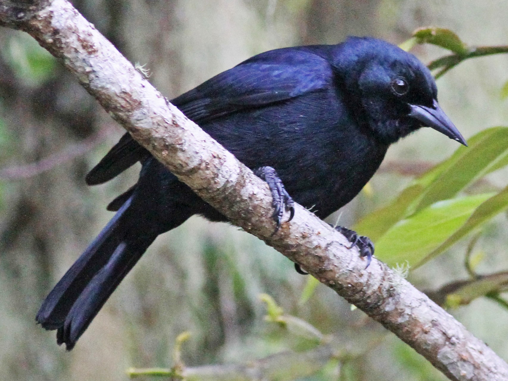 Jamaican Birds