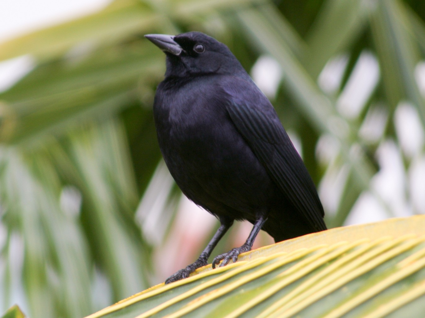 Cuban Blackbird - Jean-Sébastien Guénette