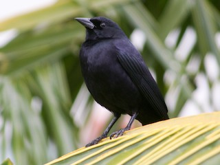  - Cuban Blackbird